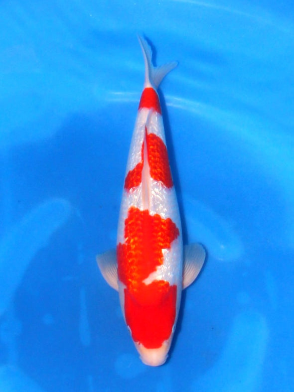 SAITO GINRIN KOHAKU #7