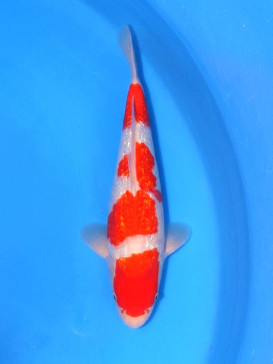 SAITO GINRIN KOHAKU #3