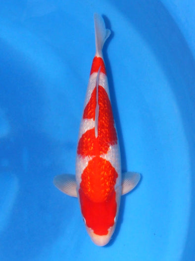 SAITO GINRIN KOHAKU #1