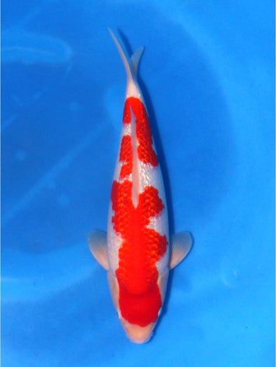 SAITO GINRIN KOHAKU #5