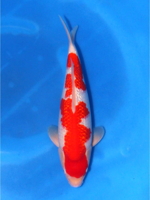 SAITO GINRIN KOHAKU #5