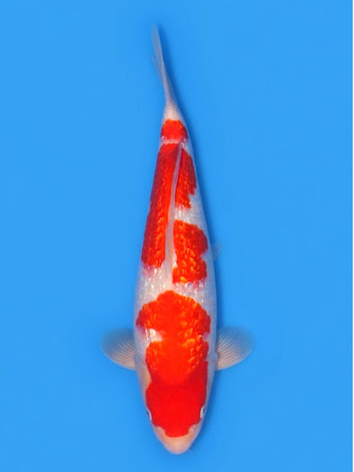 SAITO GINRIN KOHAKU #6