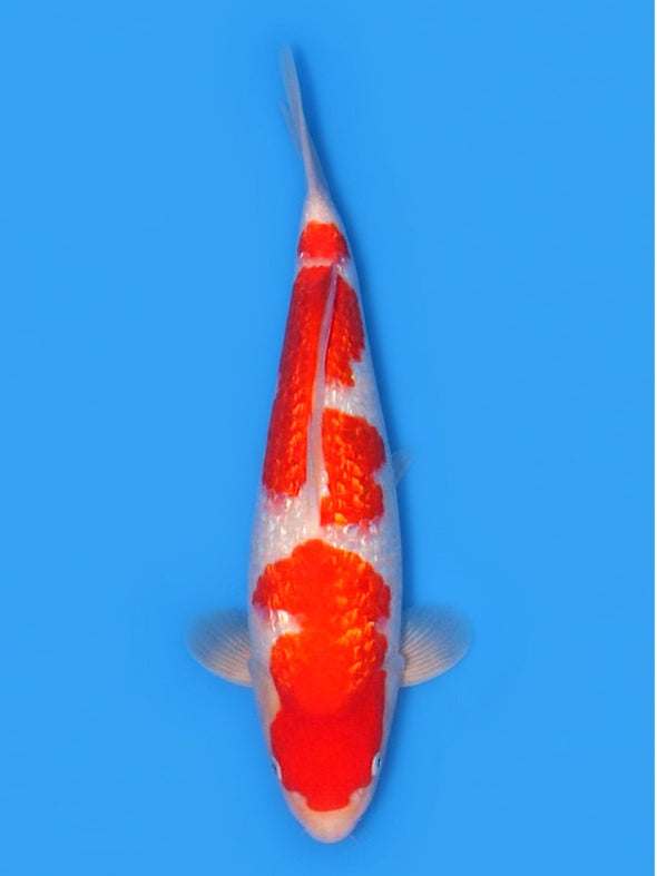 SAITO GINRIN KOHAKU #6