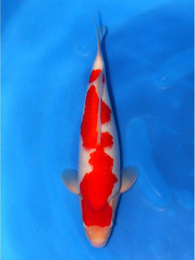 SAITO KOHAKU #2