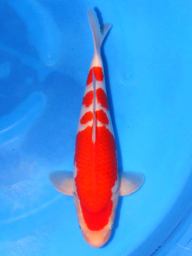 SAITO KOHAKU #5
