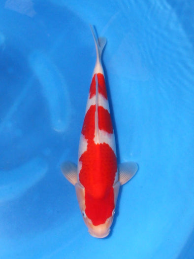SAITO KOHAKU #4