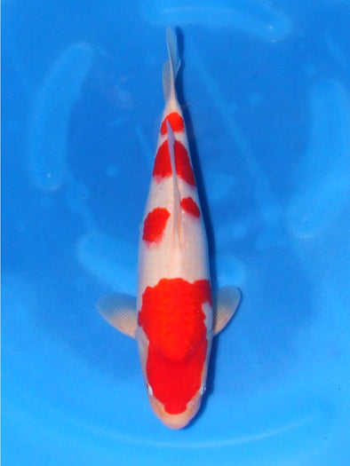 SAITO KOHAKU #8
