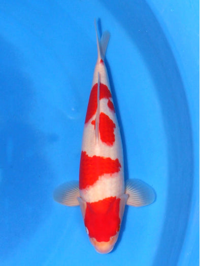 SAITO KOHAKU #6