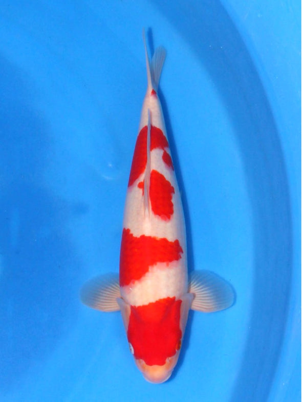 SAITO KOHAKU #6