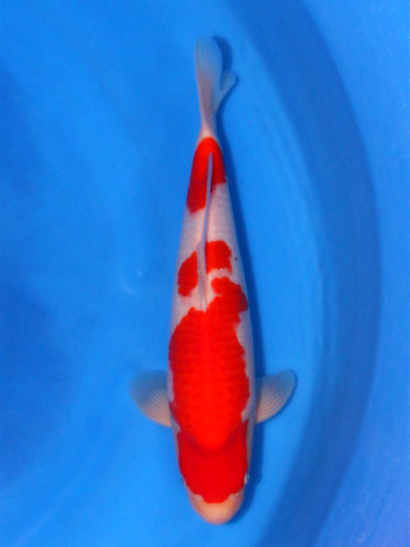 SAITO KOHAKU #7