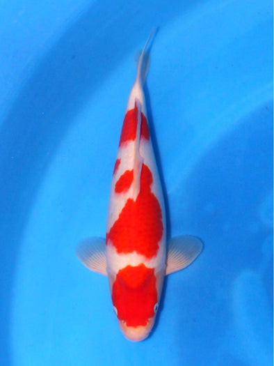 SAITO KOHAKU #3