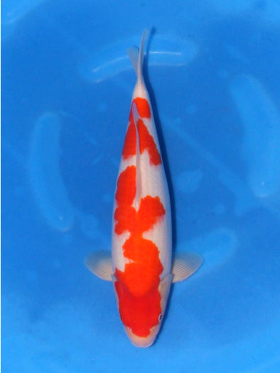 SAITO KOHAKU #1