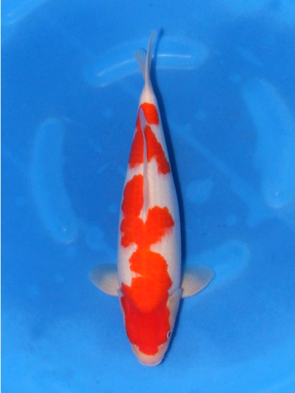 SAITO KOHAKU #1