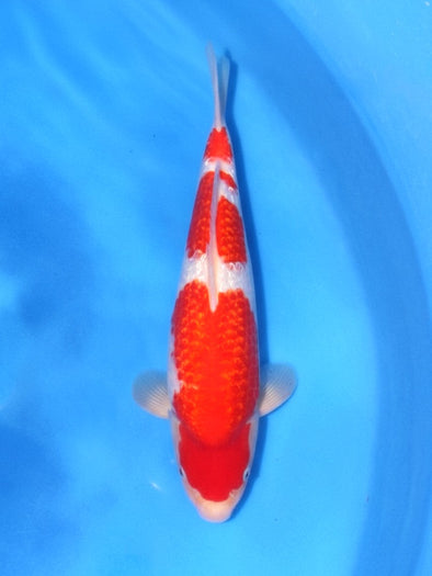 SAITO GINRIN KOHAKU #2