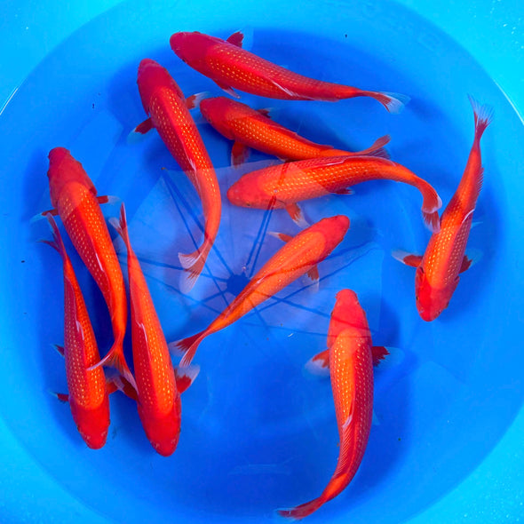 SEKIGUCHI PEARL BENIGOI