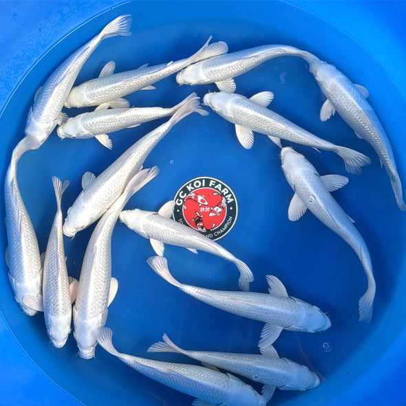 CHAGORO GINRIN PLATINUM 10"-12" LIMITED