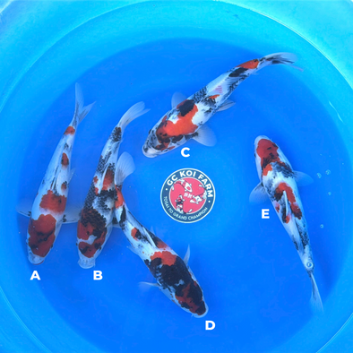 ISA SHOWA JUMBO TOSAI FEMALE CERTIFICATE 13”-15” BOWL #1