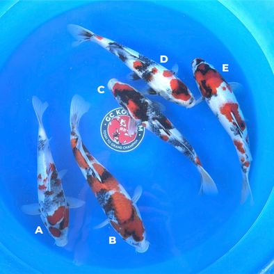 ISA SHOWA JUMBO TOSAI FEMALE CERTIFICATE 13”-15” BOWL #2