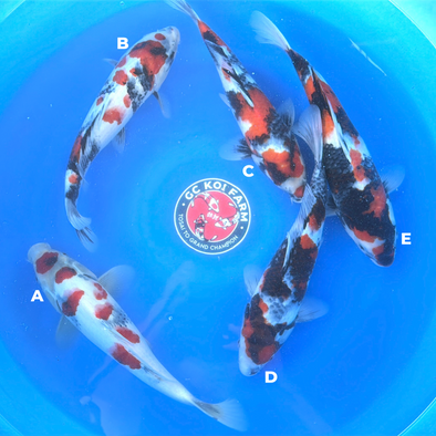 ISA SHOWA JUMBO TOSAI FEMALE CERTIFICATE 13”-15” BOWL #3
