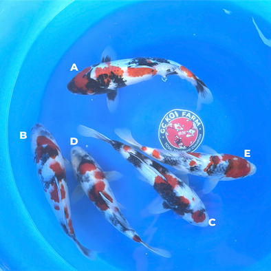 ISA SHOWA JUMBO TOSAI FEMALE CERTIFICATE 13”-15” BOWL #5