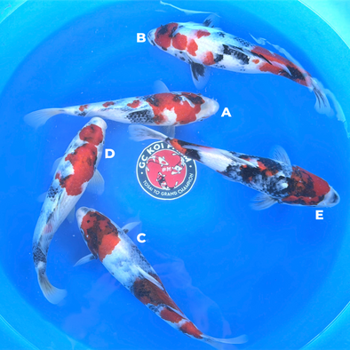 ISA SHOWA JUMBO TOSAI FEMALE CERTIFICATE 13”-15” BOWL #6