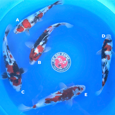 ISA SHOWA JUMBO TOSAI FEMALE CERTIFICATE 13”-15” BOWL #7