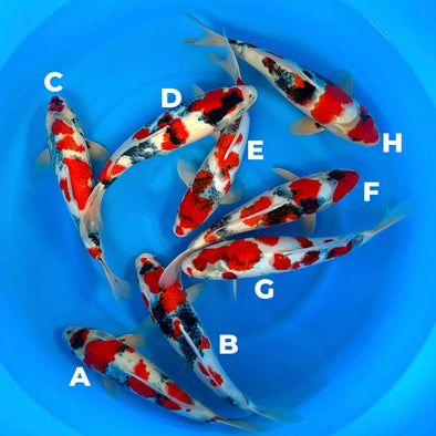 Fish Gc KOI FISH – GC Koi Farm
