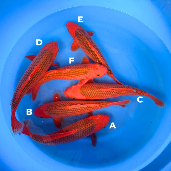 OTSUKA AKA MATSUBA FEMALE