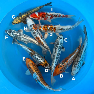 OZUMI ARAGOKE DRAGON SCALE