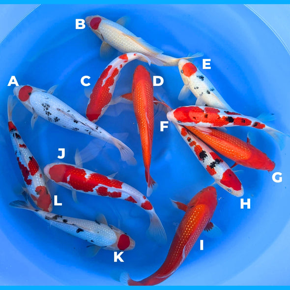 SEKIGUCHI PEARL BOWL #1