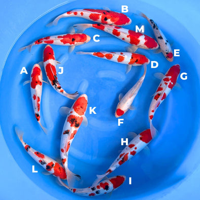 SEKIGUCHI PEARL BOWL #2