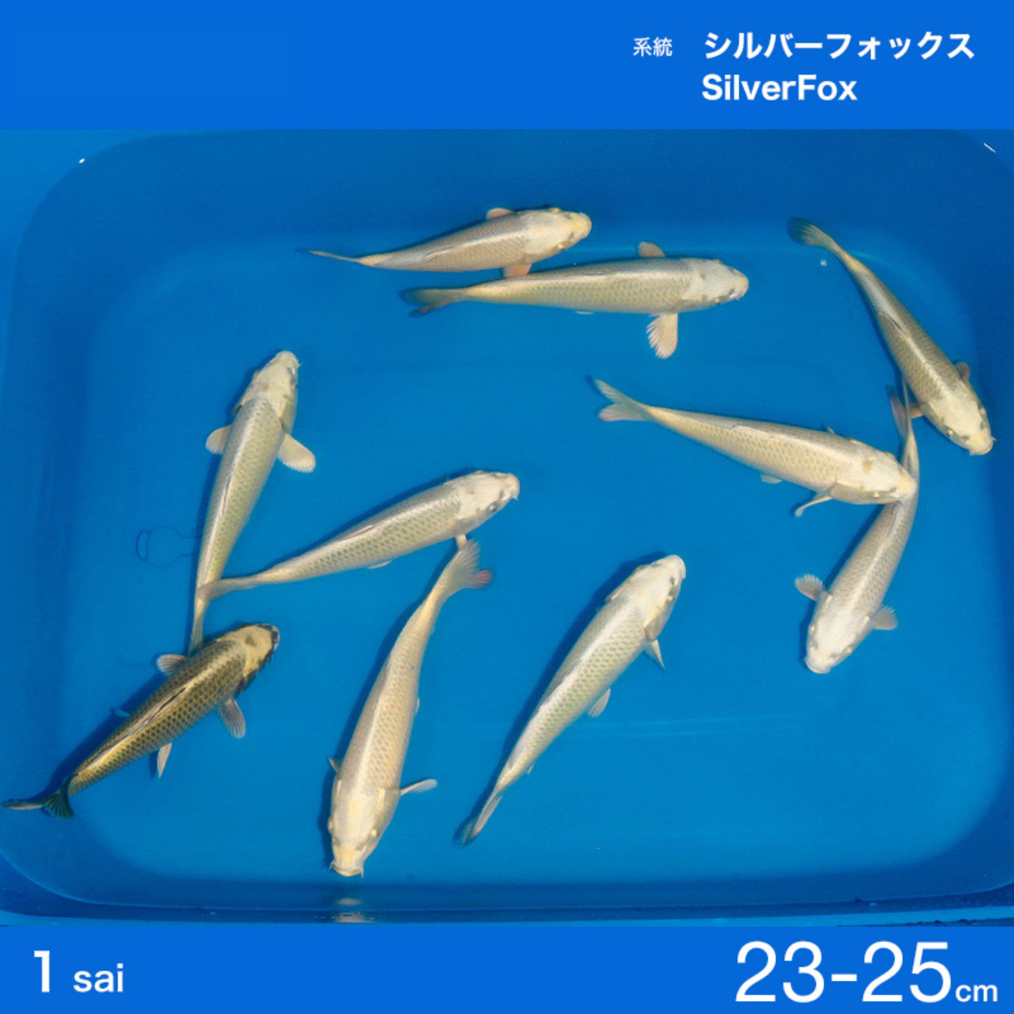 61Anf7DrF-L._AC_SL1500_.jpg