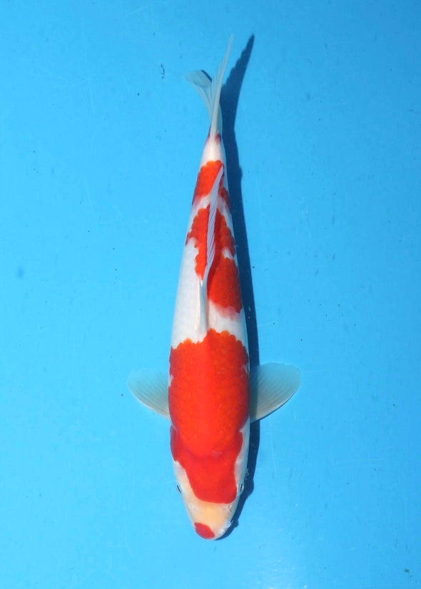 TORAZO KOHAKU JUMBO TOSAI 10”-12” WITH CERTIFICATE #27