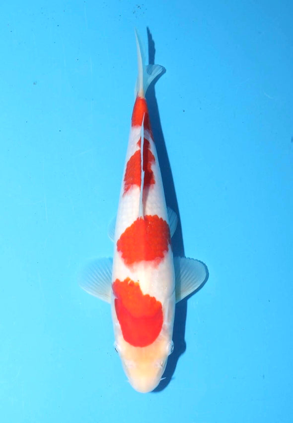 TORAZO KOHAKU JUMBO TOSAI 10”-12” WITH CERTIFICATE #28
