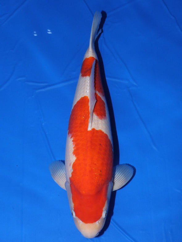 ISA SHOWA GUARANTEE FEMALE WITH CERTIFICATE 21.5"