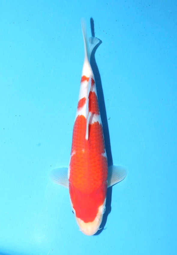 TORAZO KOHAKU JUMBO TOSAI 10”-12” WITH CERTIFICATE #25