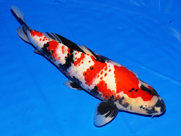 SUPER RARE HIGH QUALITY ISA KANOKO SHOWA 18”