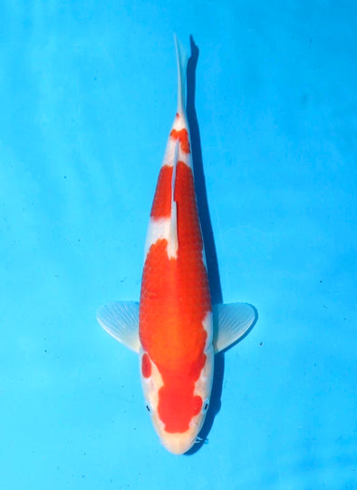 TORAZO KOHAKU JUMBO TOSAI 10”-12” WITH CERTIFICATE #5
