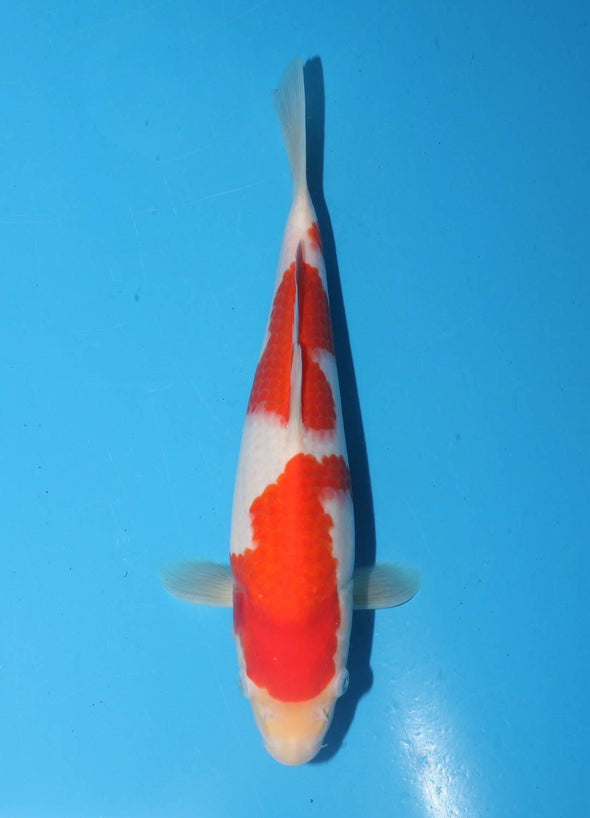 TORAZO KOHAKU JUMBO TOSAI 10”-12” WITH CERTIFICATE #10