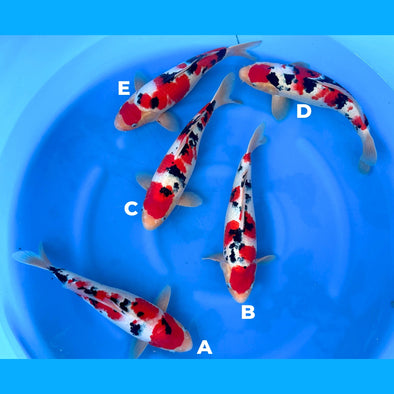 SAKAI BLOODLINE HIGH QUALITY SANKE