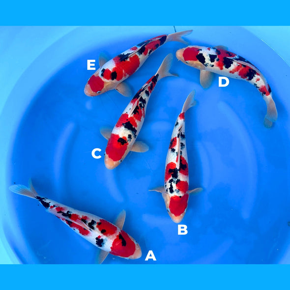 SAKAI BLOODLINE HIGH QUALITY SANKE