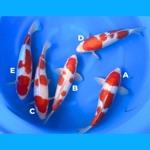 DAINICHI BLOODLINE GINRIN KOHAKU