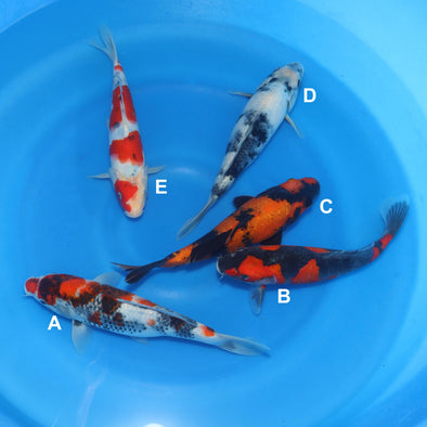 YAGENJI 12"-13" BOWL 10