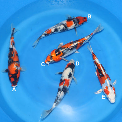 YAGENJI 12"-13" BOWL 9